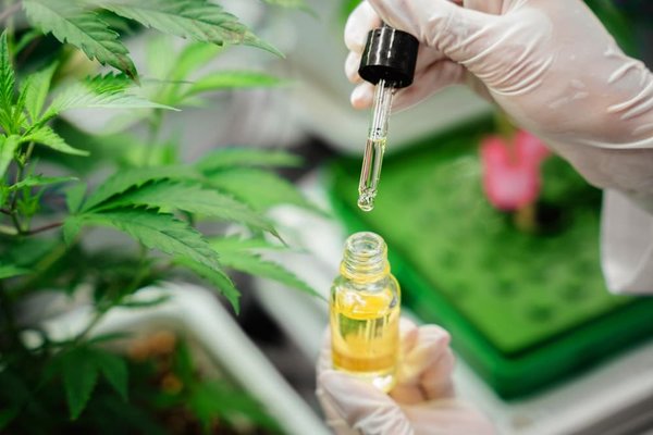 Avis Stormrock : guide complet par secteur chanvre